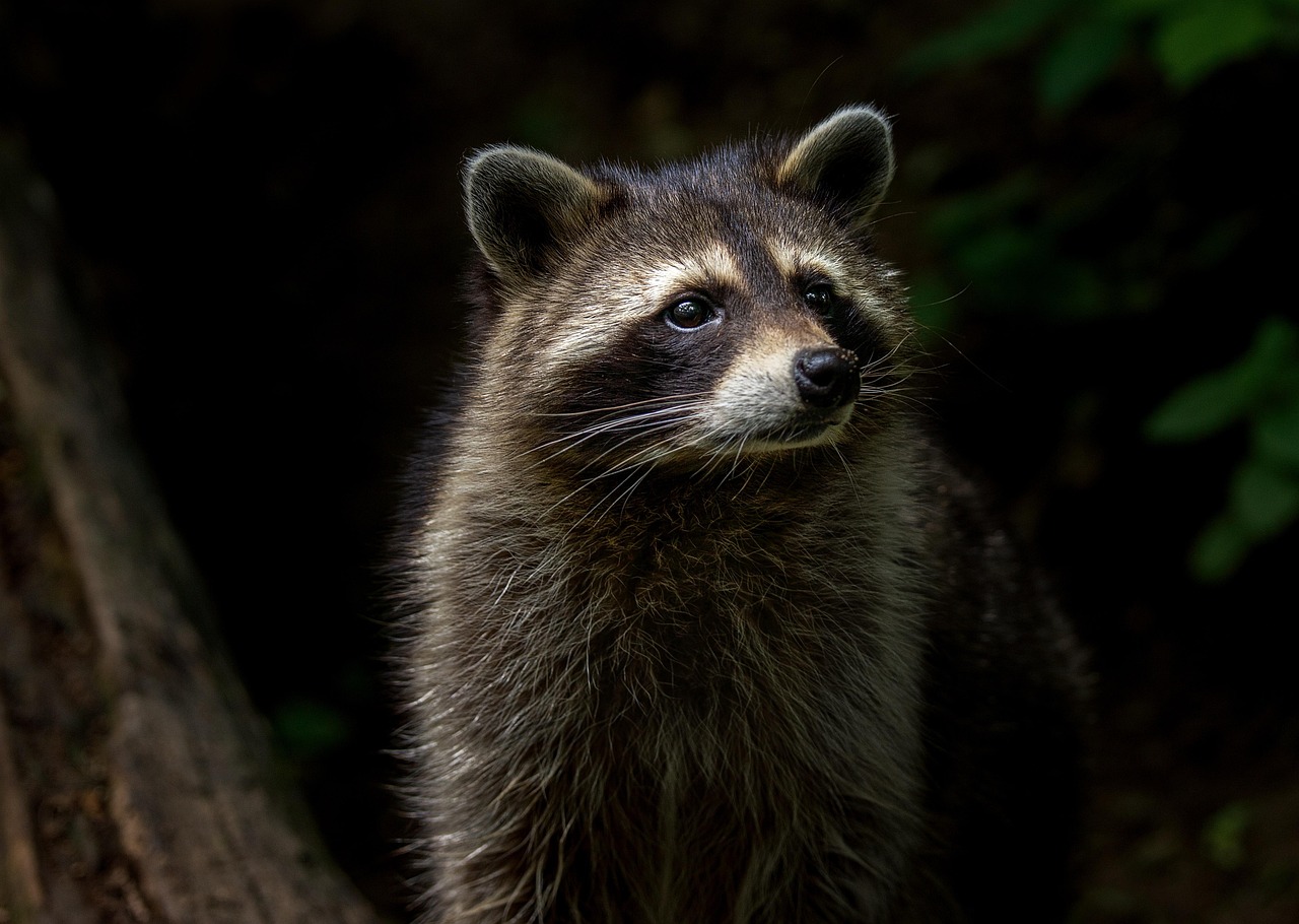 raccoon, animal, nature, mammal, furry, animal world, wildlife park, wild animal, zoo, forest animals, wild, forest, raccoon, raccoon, raccoon, raccoon, raccoon